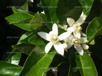 Flor de azahar Citrus sinensis L.