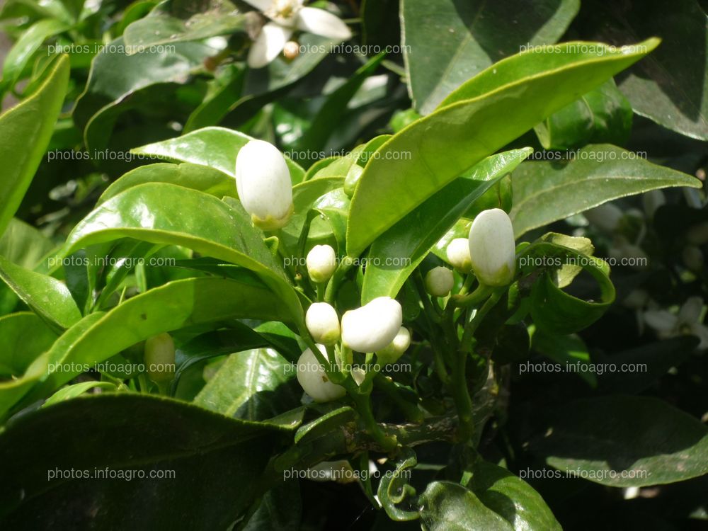 Inicio de floración en naranjo Citrus sinensis L.