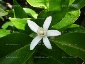 Detalle de flor de azahar Citrus sinensis L.