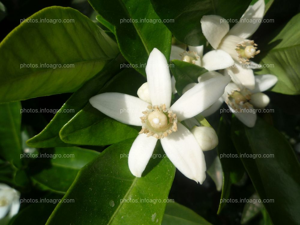 Planta de naranjo Citrus sinensis L.